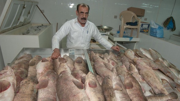 Hammad Fish Prices drop for Qatar's favorite Hamour fish | Qatar Living